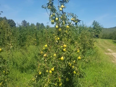 Viljamovka