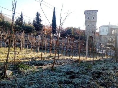 Vina manastira Tvrdoš