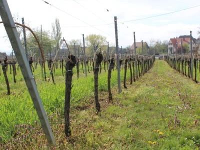 Vinarija Horscher, regija D