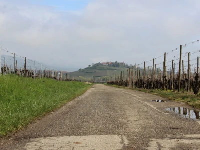 Vinarija Horscher, regija D