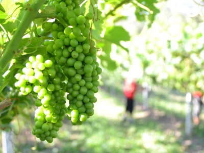 Vinogradi bogato rodili, na jesen proizvodnja žepačkog vina
