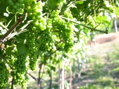 Vinogradi bogato rodili, na jesen proizvodnja žepačkog vina