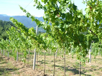 Vinogradi bogato rodili, na jesen proizvodnja žepačkog vina