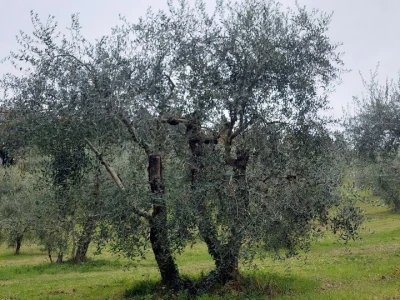 Vinarija u Toskani