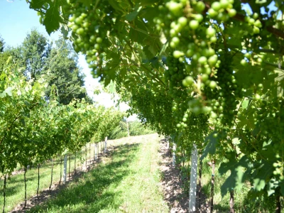 Vinogradi bogato rodili, na jesen proizvodnja žepačkog vina