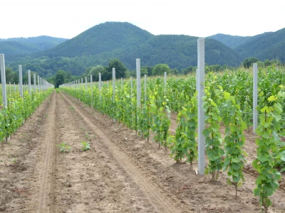 Vinogradi bogato rodili, na jesen proizvodnja žepačkog vina