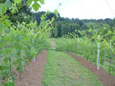 Vinogradi bogato rodili, na jesen proizvodnja žepačkog vina