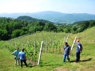 Vinogradi bogato rodili, na jesen proizvodnja žepačkog vina