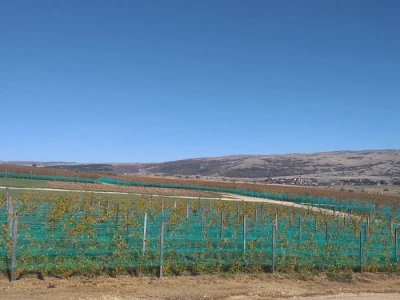 Vinograd "Knebu" na 900 mnv u Tomislavgradu