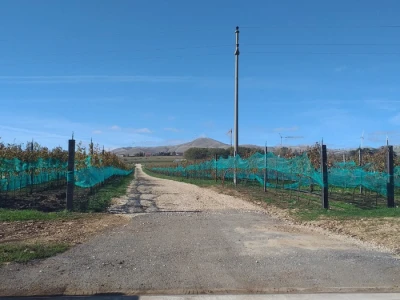 Vinograd "Knebu" na 900 mnv u Tomislavgradu