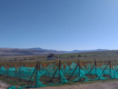 Vinograd "Knebu" na 900 mnv u Tomislavgradu