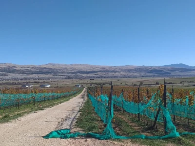 Vinograd "Knebu" na 900 mnv u Tomislavgradu