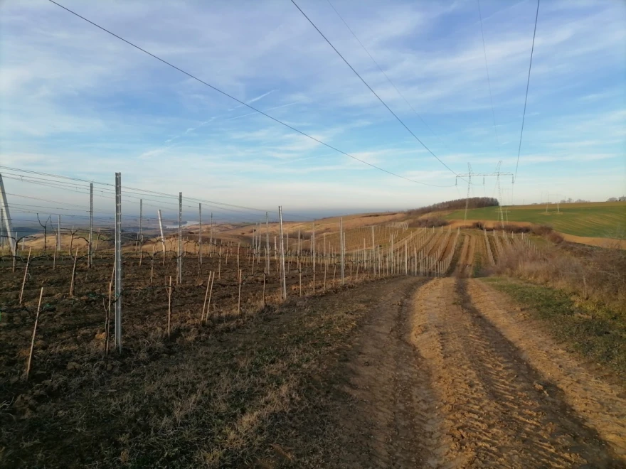 Zagrtanje vinograda