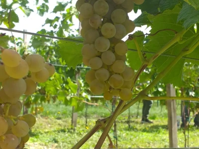 Vinogradarstvo i vinarstvo postaje turistički brend Tomislavgrada