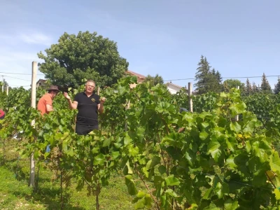 Vinogradarstvo i vinarstvo postaje turistički brend Tomislavgrada