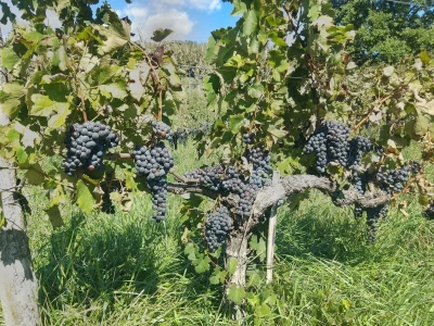 Vinogradi Guštin iz Slovenije