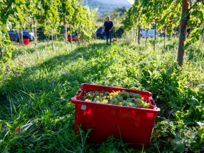 Vinogradi Guštin iz Slovenije