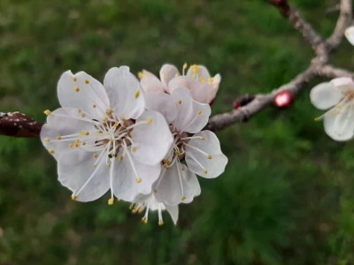 Voće počelo da cveta u februaru