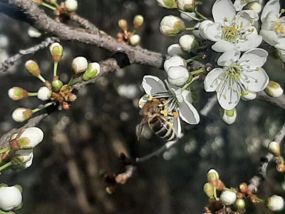 Voće počelo da cveta u februaru