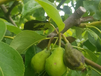 Voćnjacima ponovo prijeti opasnost od Erwinie