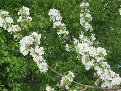 Voćnjak -kraj aprila