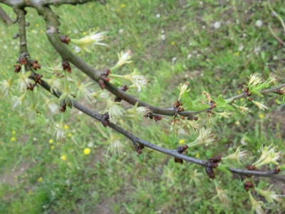 Voćnjak -kraj aprila