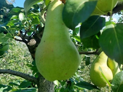 Voćnjak krušaka Dejana Popovića