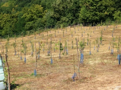 Voćnjak, kruške viljamovke - Srebrenica