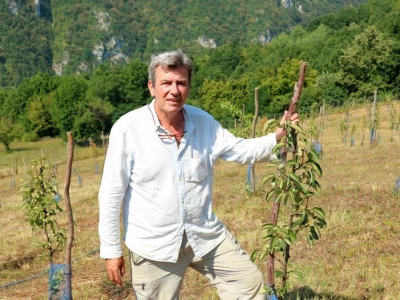 Voćnjak, kruške viljamovke - Srebrenica
