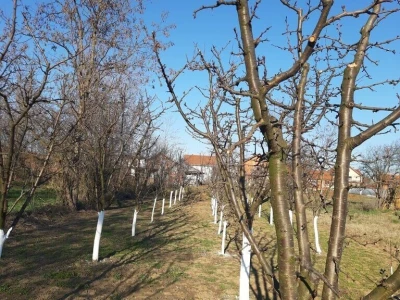 Voćnjak - pupoljci
