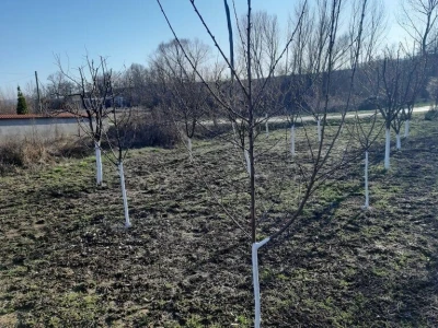 Voćnjak - pupoljci