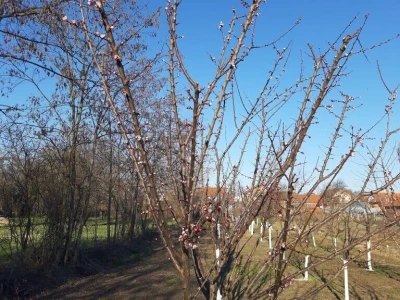 Voćnjak - pupoljci