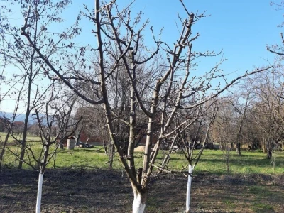 Voćnjak - pupoljci