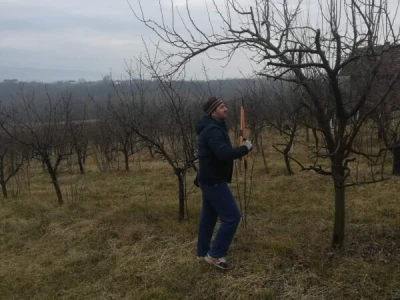 Voćnjak Ruže Maune Bošnjak