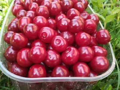 Voćnjak Ruže Maune Bošnjak