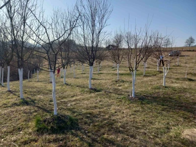 Voćnjak Željka Bubića