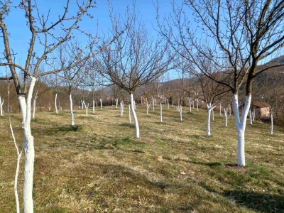 Voćnjak Željka Bubića