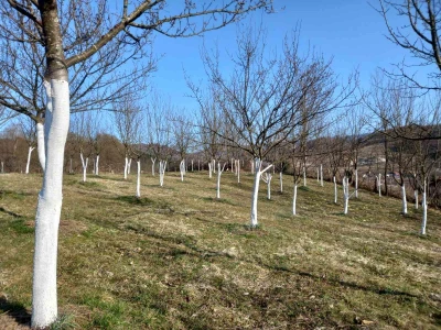 Voćnjak Željka Bubića