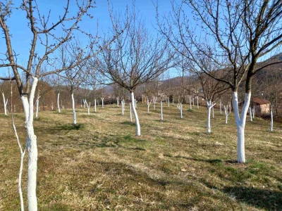 Voćnjak Željka Bubića