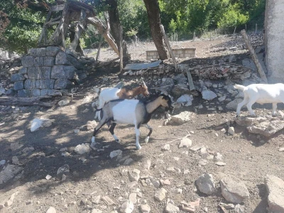Volim Bosnu u srcu mi Lika, Dalmacijo ljubavi velika.