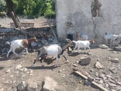 Volim Bosnu u srcu mi Lika, Dalmacijo ljubavi velika.