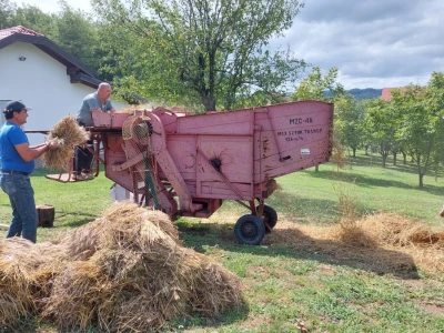 Vršidba pšenice u  Donjoj Lupljanici