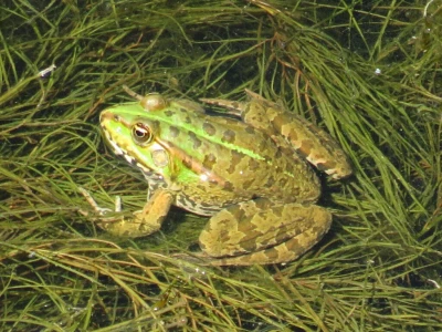 Žabe u vrtu