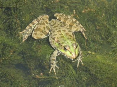 Žabe u vrtu