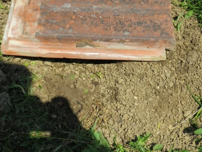 Žabe u vrtu