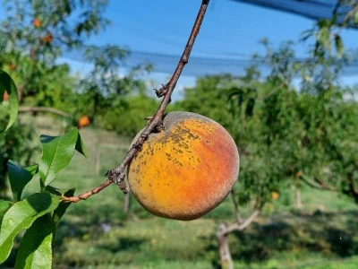 Zasad breskve kod Ilije Mijatovića