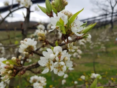 Zaštita krušaka i šljiva