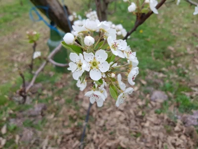 Zaštita krušaka i šljiva