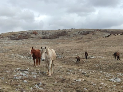 Zaštita livanjskih divljih konja