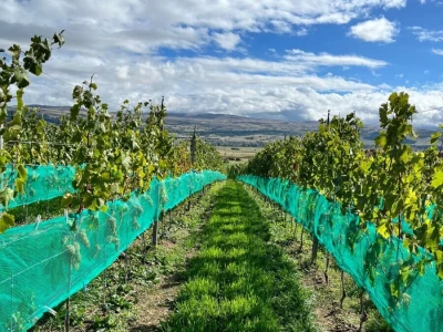 ZAVRŠENA BERBA GROŽĐA U TOMISLAVGRADU NA 965 M N/V